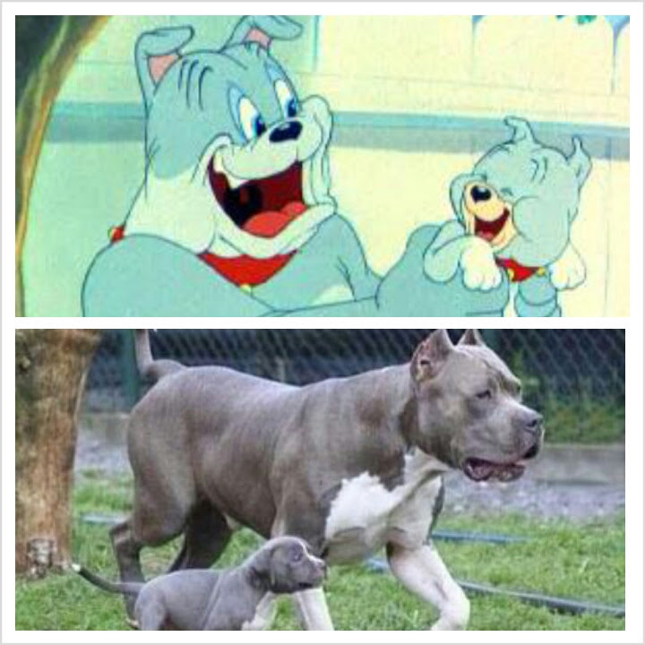 Learn everything an expat should know about managing finances in germany, including bank accounts, paying taxes, getting insurance and investing. The Pitbull Picture Totally Reminded Me Of These Two Fixed Funny