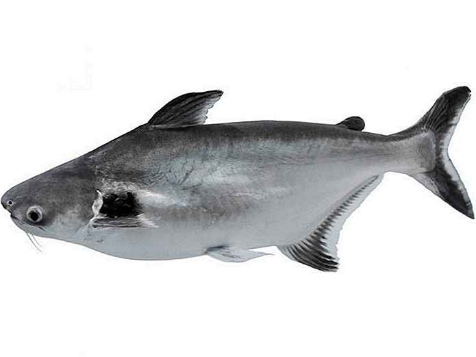 Swai fish is also known as asian catfish and iridescent shark, though it is neither a catfish nor a shark. Swai Fish Hechos Que No Sabias Es Odysseedubienetre Be