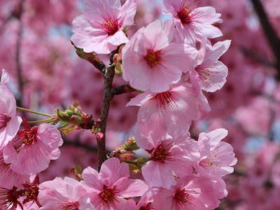 √100以上 濃い ピンク 見分け 方 桜 種類 109423