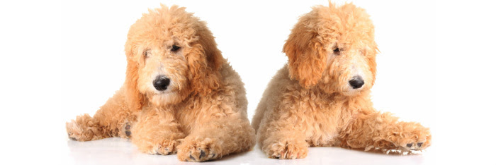 Maple hill doodles breeds only mini goldendoodle puppies for sale. Adorable Goldendoodles Goldendoodles Cincinnati Ohio Goldendoodle Breeder Also Serving Dayton Columbus Middletown Hamilton Indiana Kentucky