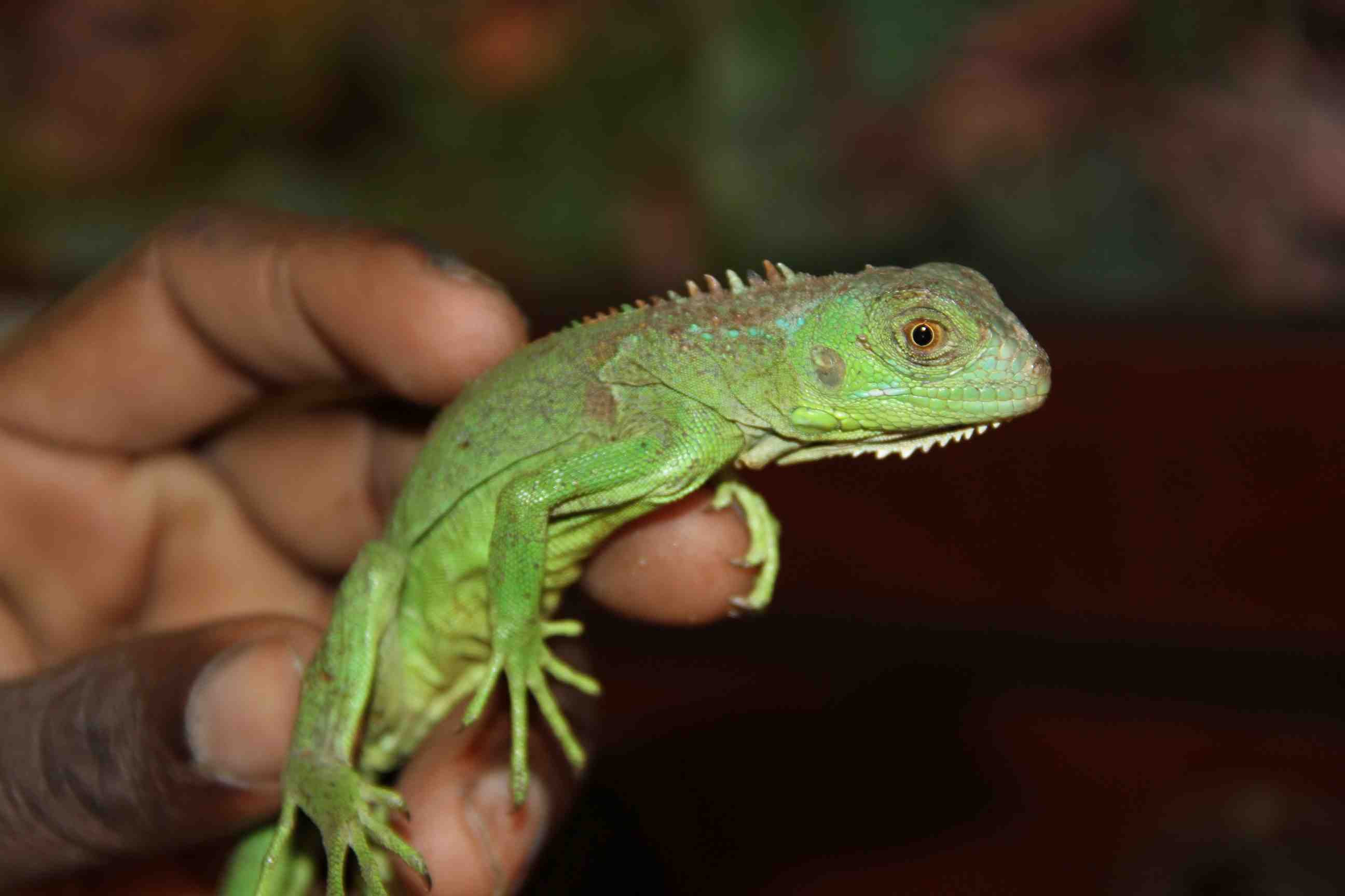  hewan  reptil  cantik untuk peliharaan  TIPS MENJINAKAN IGUANA