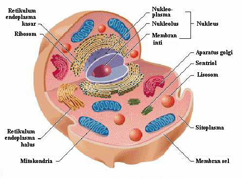 A dos metros de ti Gambar  Struktur Sel  Hewan  Dan  