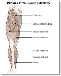 Extends leg at knee vastus lateralis, rectus femoris, vastus medialis, vastus intermedias. Quadriceps Thighs Upper Leg A Step Beyond Massage Therapy