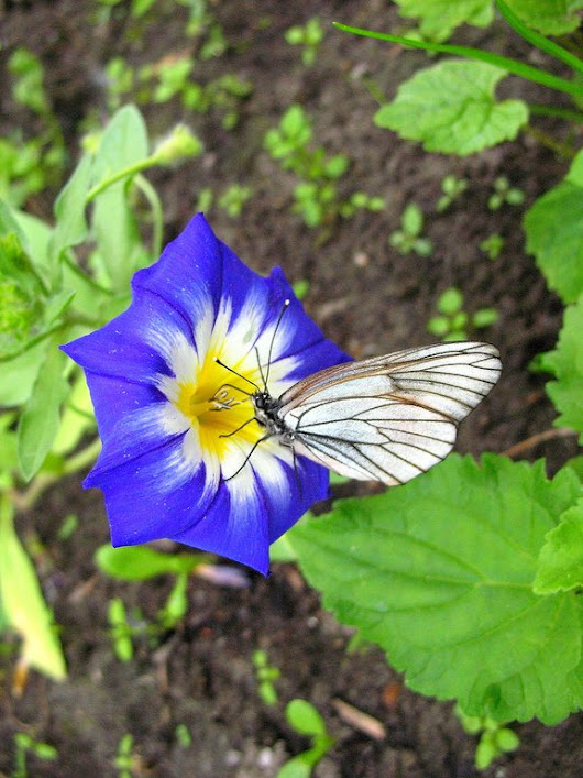 Фото Вьюнок трёхцветный с бабочкой