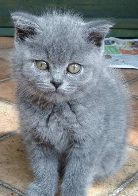 How Much Do British Shorthair Cats Cost - British Shorthair