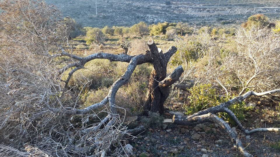 VIDEO: Olive trees destroyed in Yasuf