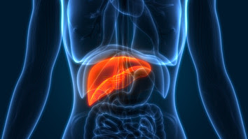 Human liver in torso