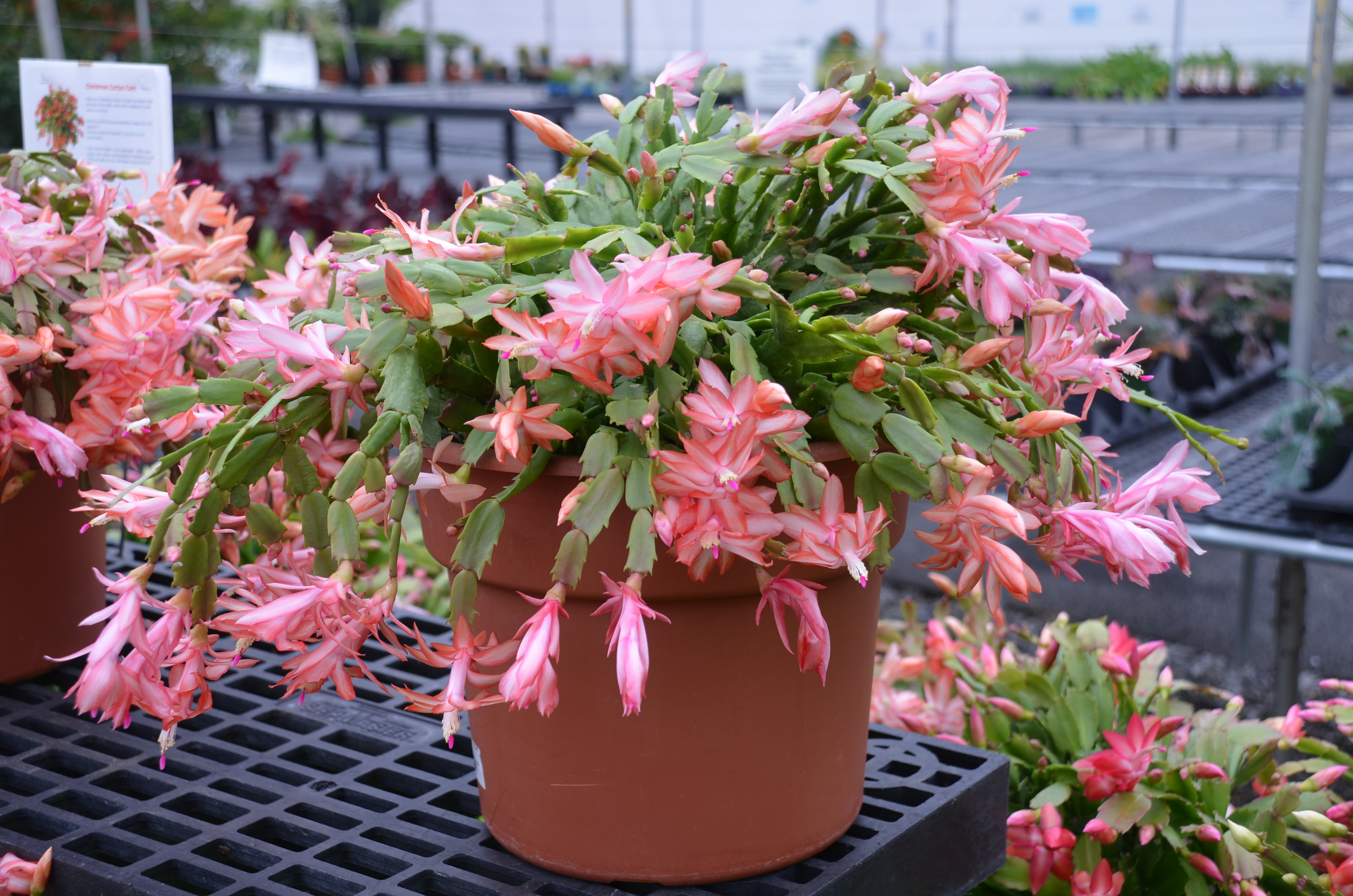 As they are tropical cacti, they need humid environments. Are You Growing A Thanksgiving Or Christmas Cactus What Grows There Hugh Conlon Horticulturalist Professor Lecturer And Gardener