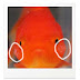 金魚 コブ 340500-金魚 こぶ 種類