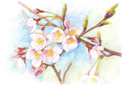 驚くばかり簡単 桜 イラスト 色鉛筆 ディズニー帝国