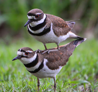 Killdeer