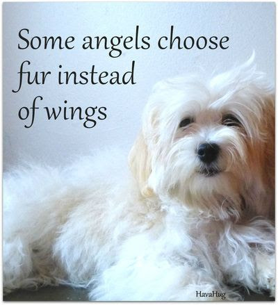 Maybe you would like to learn more about one of these? 39 Pet Loss Quotes To Comfort The Grief Sympathy Card Messages