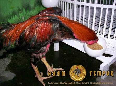  Gambar  Ayam  Simbar Telak Gambar  Kelabu