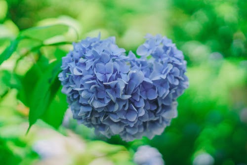 紫陽花 待ち受け Udin