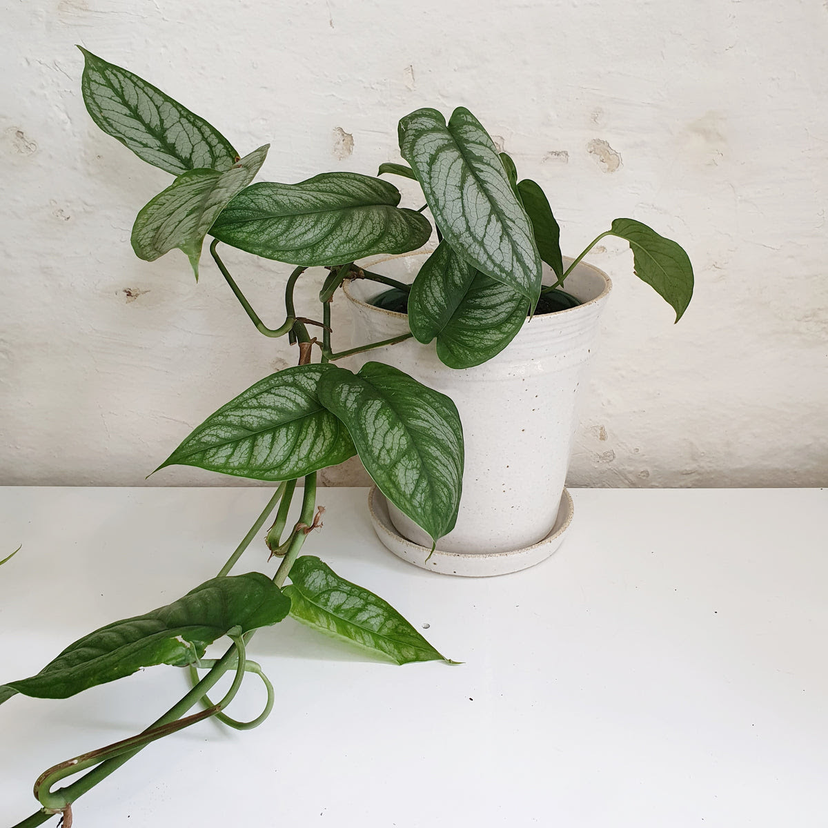 Monster has been leading the way with innovation in headphones, speakers, hdmi cables, and power solutions for nearly four decades. Monstera Siltepecana El Salvador 13cm Indoor Plants Plantsmith