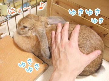 画像 うさぎ お腹 マッサージ うさぎ お腹 ガス抜き マッサージ