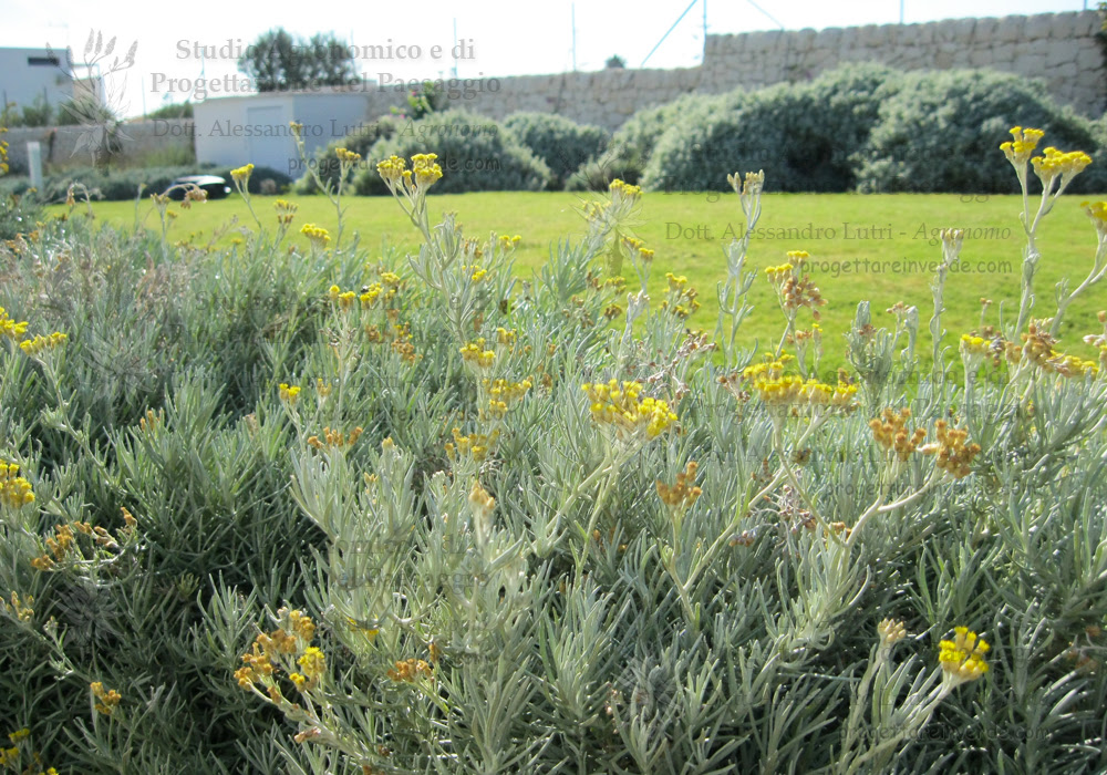 La cosa più attraente di questo arbusto sono i suoi fiori, che sono gialli e spuntano anche in estate. Fiori Giardini Mediterranei Costa