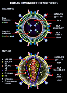 HIV I & HIV II = AIDS ???  A.N.D.R.A.G.O.G.I