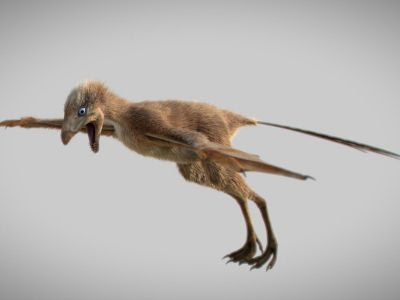 Ambopteryx longibrachium, un dinosaure