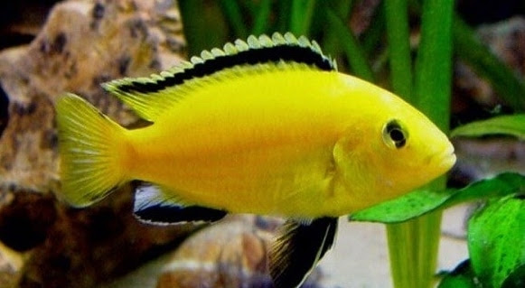 Resepi Ikan Siakap Sweet N Sour - CRV Turb