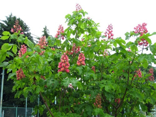 最も欲しかった マロニエ 花 匂い 7687 マロニエ 花 匂い