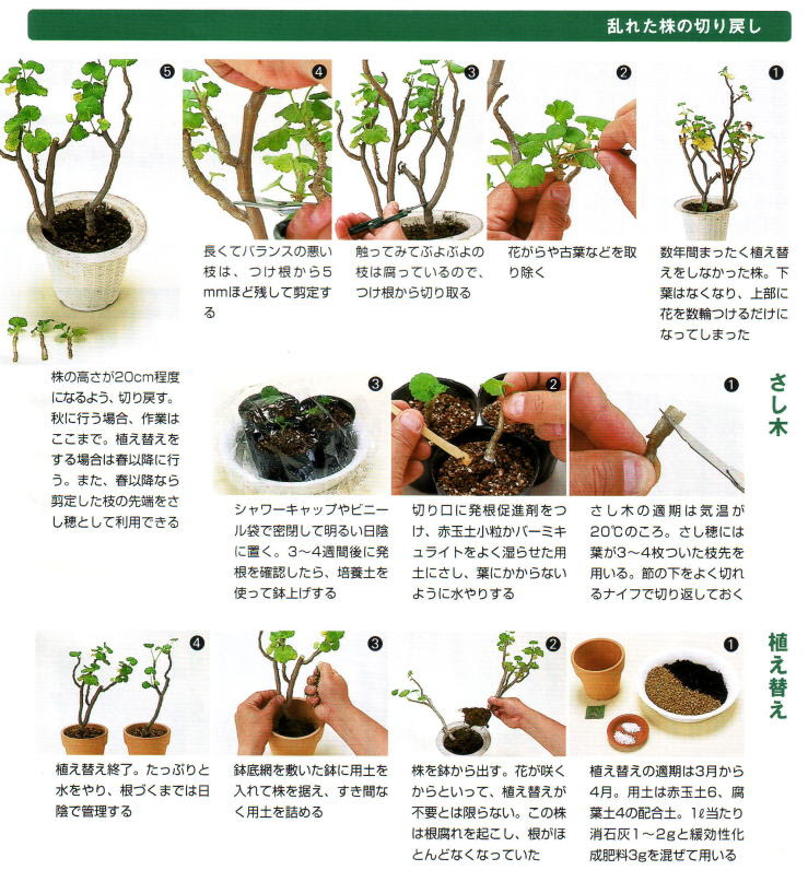 Hd限定牡丹 植え 替え すべての美しい花の画像