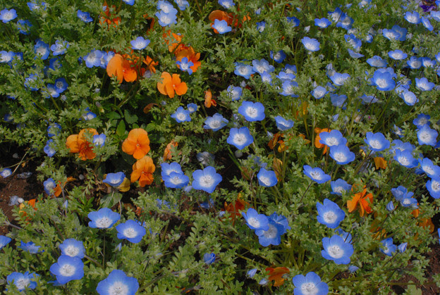 最新背丈 の 低い 花 すべての美しい花の画像