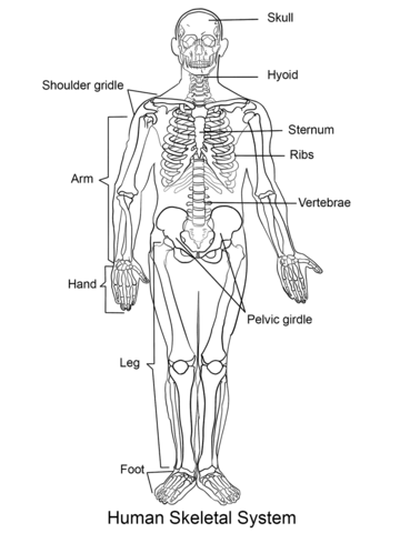 Hair is a protein filament that grows from follicles found in the dermis.hair is one of the defining characteristics of mammals.the human body, apart from areas of glabrous skin, is covered in follicles which produce thick terminal and fine vellus hair. Human Skeleton Coloring Page Free Printable Coloring Pages