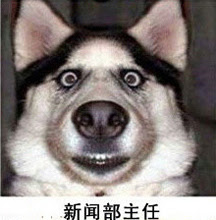 最高のコレクション 犬 面白い 画像 犬 面白い 可愛い 画像