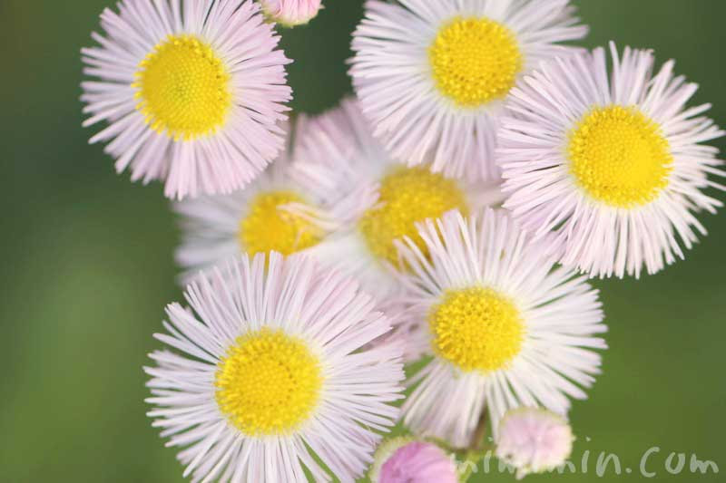 驚くばかりハルジオン 花 最高の花の画像