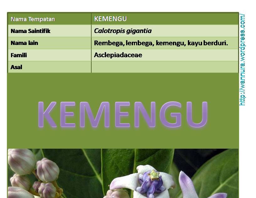 Ubat Tradisional Untuk Gigi Berlubang - Lowongan Kerja Terbaru