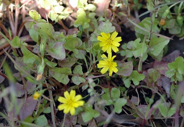 これまでで最高のホトケノザ 画像 最高の花の画像