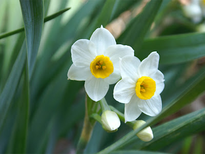 2 が つの 花 221893-2月の花