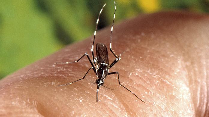 Virus Zika : la Martinique en phase épidémique