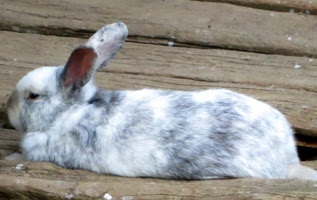動物画像のすべて 最高かつ最も包括的なうさぎ カラー バリエーション