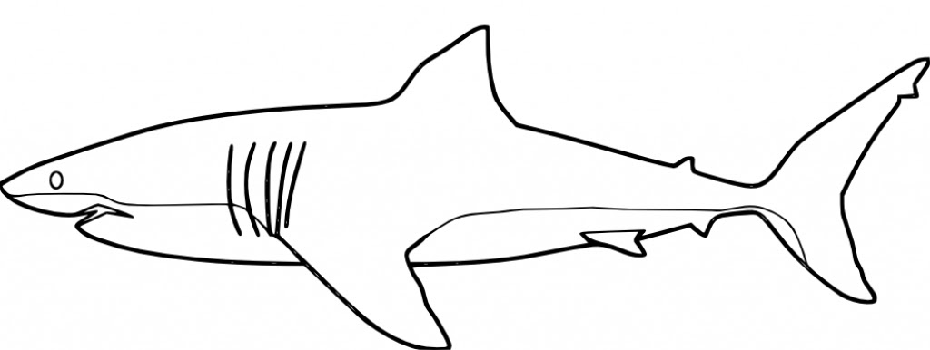 commongorund printable shark pictures to color