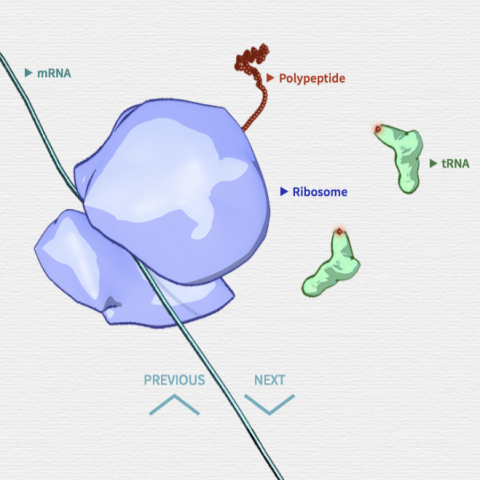 Central Dogma Interactive Image