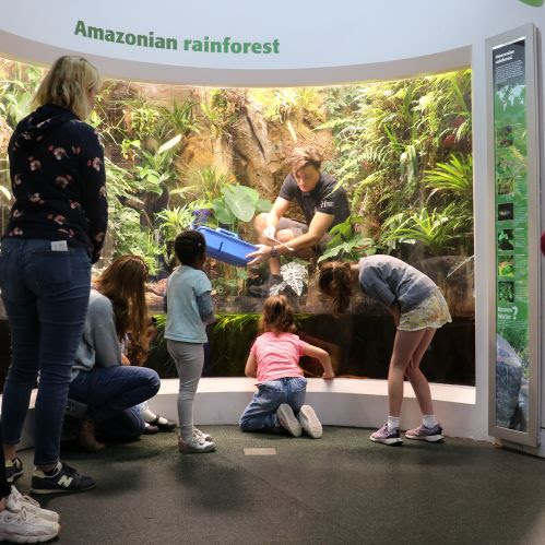 Children and an adult in the Aquarium by the Amazonian Rainforest tank, watching a staff member in the tank