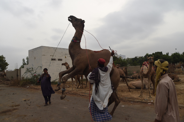 Chinese Woman Killing A Goat : Celebrating Eid Al Adha Amid Soaring Prices In Egypt - Chinese ...