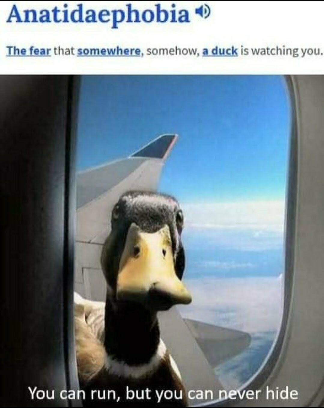 Duck looking in window