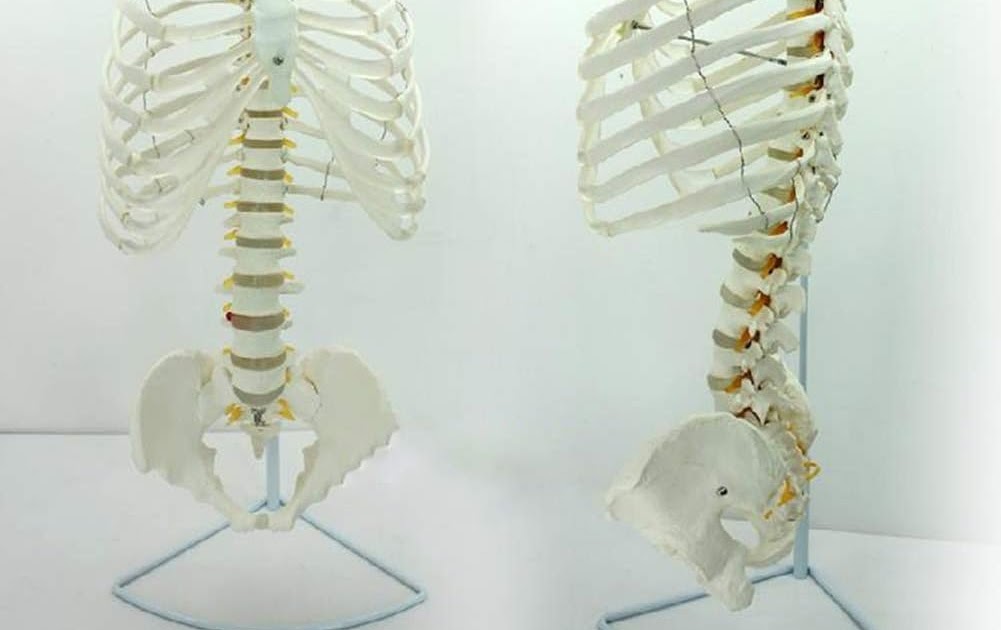 What Body Parts Are Under The Rib Cage - Pin on Anatomy ...