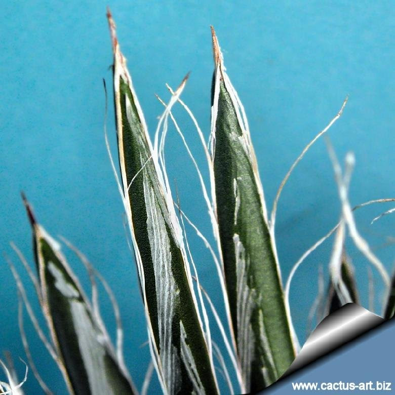 The juice from many species of agave can cause acute contact dermatitis that produces reddening and blistering lasting approximately one to two weeks. Agave Toumeyana Subs Bella
