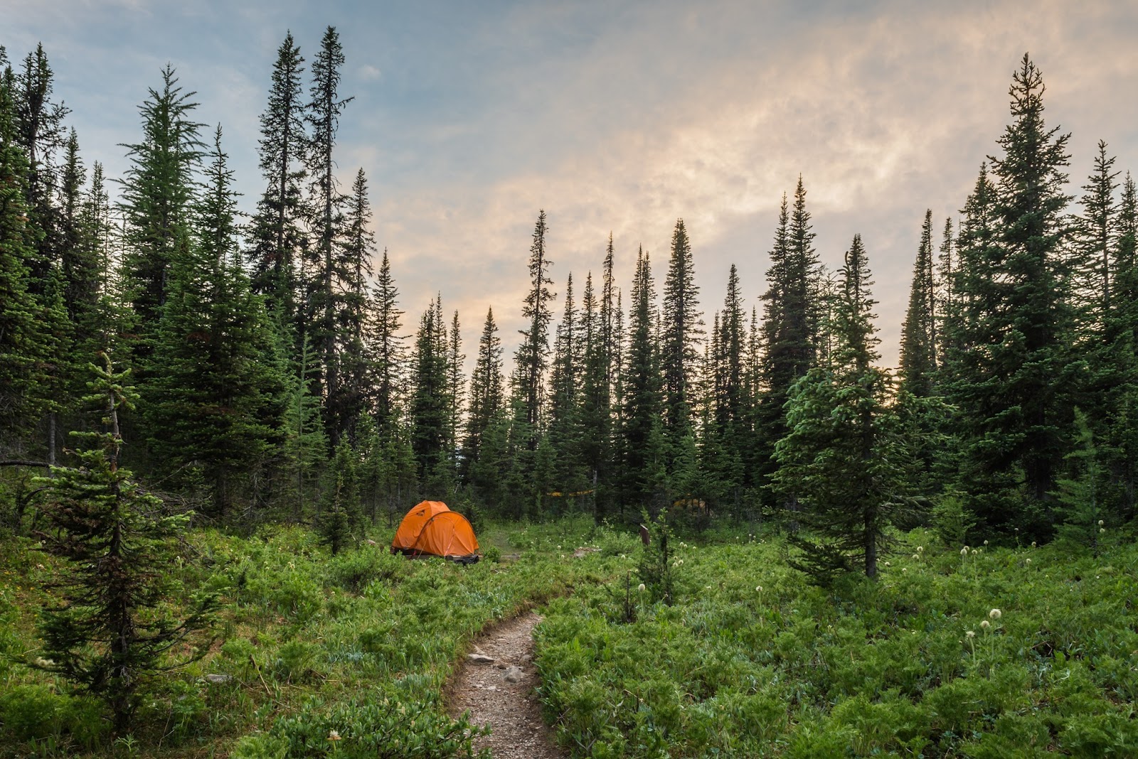 Download Camp Tent Free Mockup / Summer camp mockup with couple ...