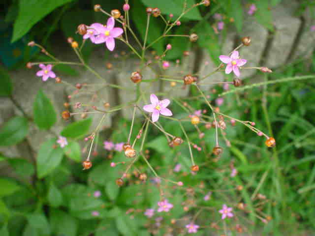 ベスト雑草 ピンク の 小さい 花 最高の花の画像