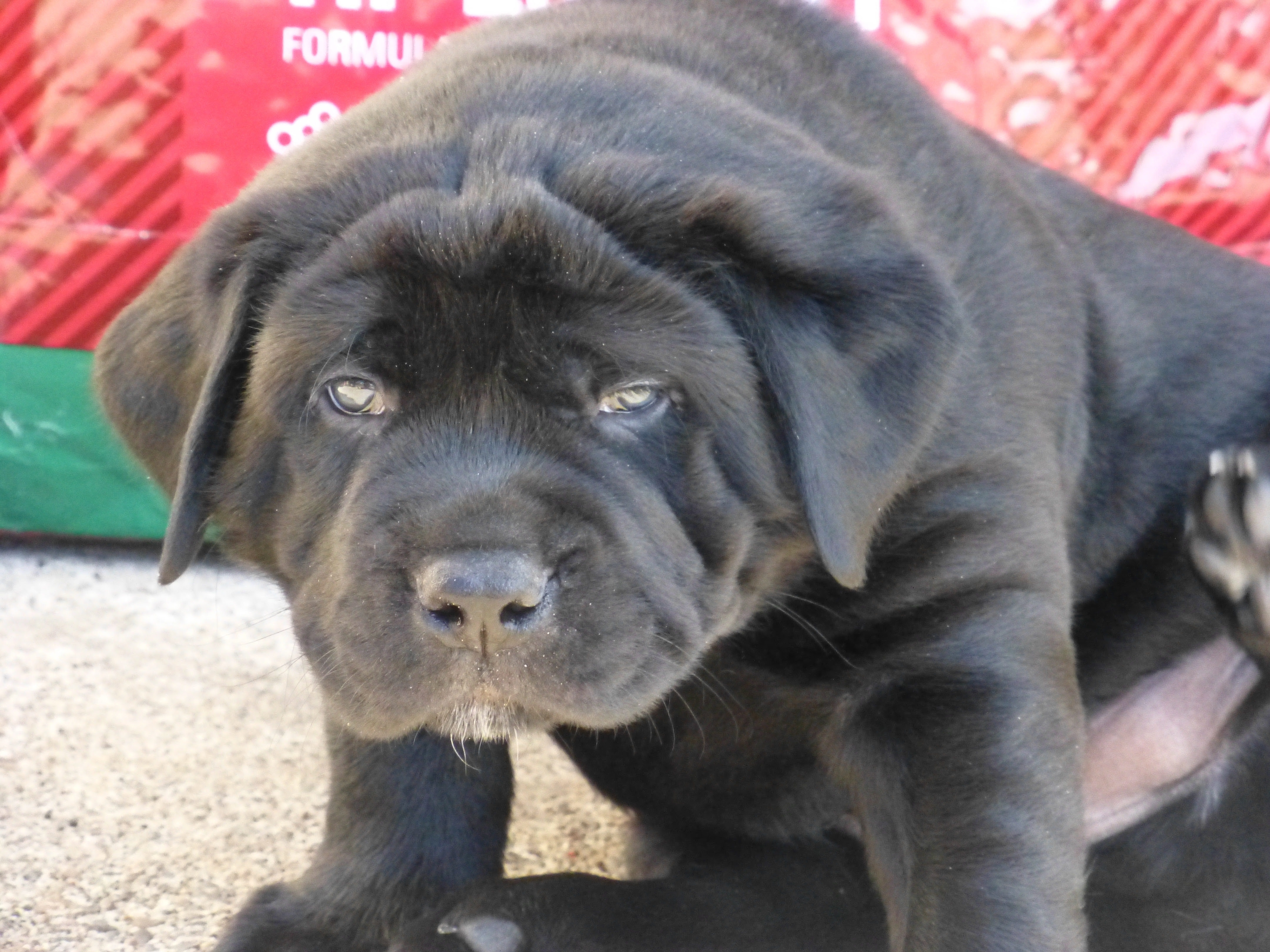 Vip puppies works with ohio dog breeders to match you with the perfect puppy. Biebers Mastadors Available Puppies