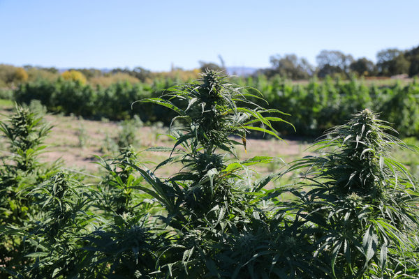 Cannabis buds on plants at New Family Farm in Sebastopol.