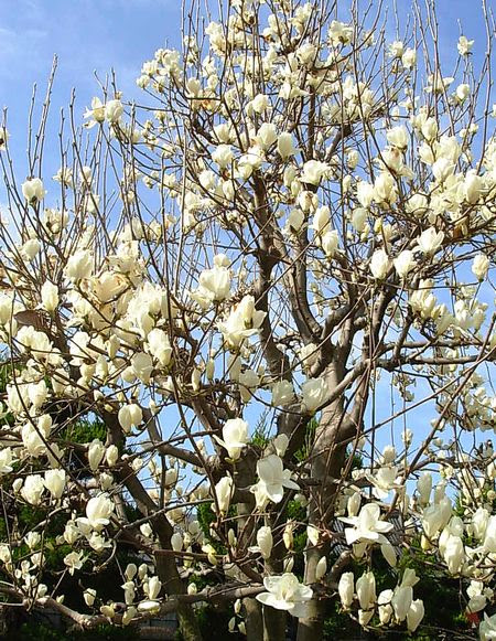 トップ100はくれん 花 すべての美しい花の画像