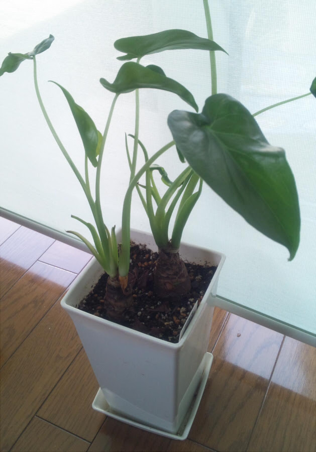 すべての美しい花の画像 ユニーク観葉 植物 イモ 科