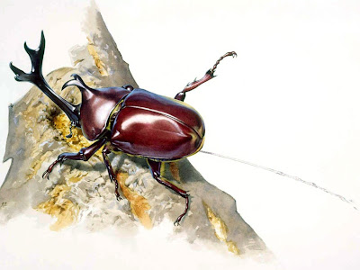 すべての動物の画像 リアル かっこいい リアル カブトムシ イラスト