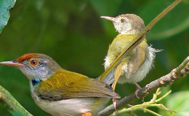 Burung Cucak Lumut Jantan Dan Betina Burung Kinoy Jantan Page 2 Line 17qq Com Perbedaan Murai Jantan Dan Betina Secara Fisik